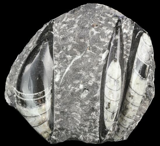 Polished Fossil Orthoceras (Cephalopod) Plate #52577